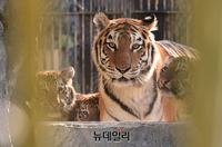 [포토] 방사장 들어서는 시베리아 새끼 호랑이 삼둥이