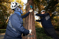 [포토] 강남구 ‘양재천 메타세쿼이아 733 구하기’ 작전 