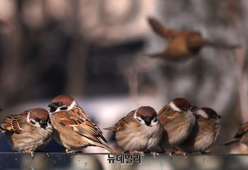 [포토] 영하권 추위에 모여 앉은 참새들