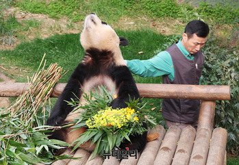 [포토] '푸바오 잘가' 유채꽃 선물하는 강철원 사육사
