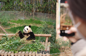 [포토] 푸바오 사진 담는 시민들