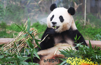 [포토] 푸바오 '먹는게 제일 좋아'