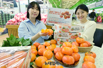 [포토] 농협 하나로마트 '씨없는 감 '청도 반시' 맛보세요"