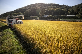 남아도는 쌀 매입·관리에 혈세 3조… '野 농망법 폭주' 쌀 시장왜곡 부추긴다