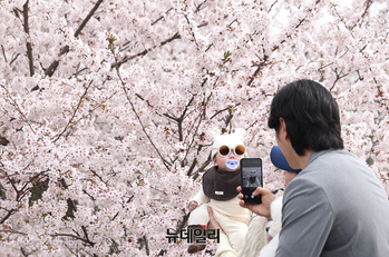 [포토] 벚꽃 만개한 양재천...늦은 오후부터 봄비