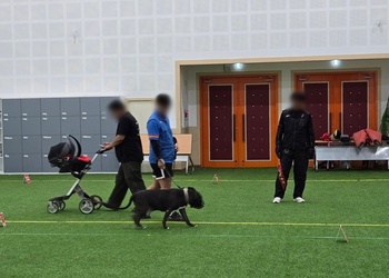 경기도, 도사견·핏불테리어 등 '맹견사육허가' 당부