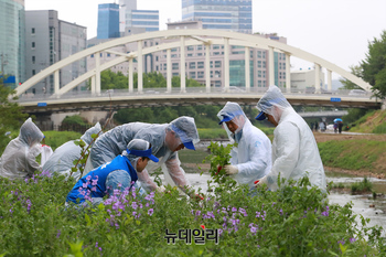 [포토] 동아오츠카, 안양천 생태계교란 식물 제거활동 실시