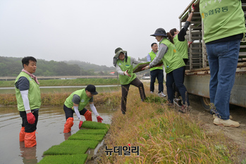 [포토] 농협유통, 자매결연 농촌마을 농번기 일손돕기 실시