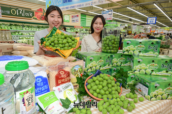 [포토] 농협 하나로마트 '햇 매실' 판매