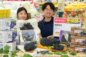 [포토] 농협 하나로마트 "올해 첫 선 봬는 '켐벨포도' 맛보세요"