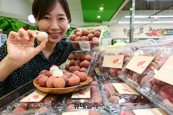 [포토] 농협유통 하나로마트 "제주서 생산한 아열대 과일 '리치' 맛보세요"