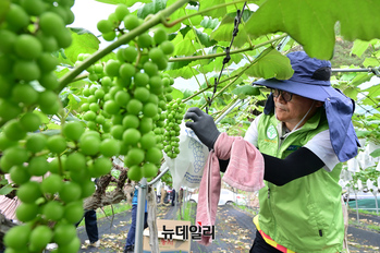 [포토] 농협유통, 자매결연한 소흘농협 일손돕기 봉사활동 실시