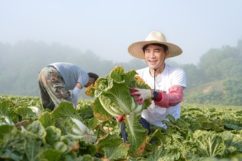 김진태, 7번째 도민 속으로 … 평창 고랭지 배추밭에서 수확, 농업인과 소통  