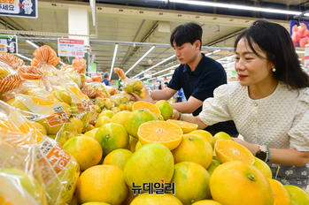 [포토] 농협유통 하나로마트, 만감류 1번타자 '황금향' 판매 시작