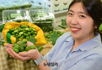 [포토] 농협유통 하나로마트, 토종 '다래' 올해 첫 판매 