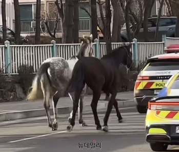 평택 도심서 '말 두 마리' 질주 … 20분간 활보 소동