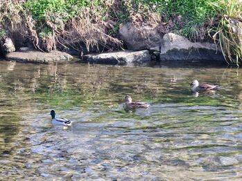 인천시 연수구 승기천 수질 5개월 연속 1등급… “3등급서 대폭 개선”