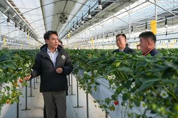 김진태 지사, 시설원예 농가 한파 대비 점검 … '온실 틈새 바람 차단' 등 꼼꼼한 관리 당부