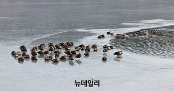 [포토] 한파에 장사 없다...옹기종기 모여 앉은 오리들