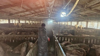 춘천시, 강릉 농가 아프리카돼지열병 발생에 '긴급방역' 운영