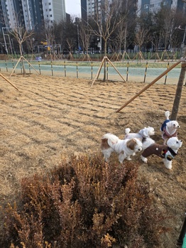 동두천시, 생연문화공원에 반려견놀이터 운영