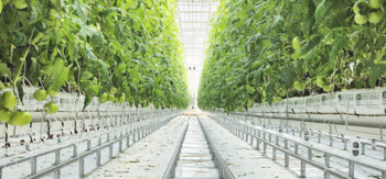 홍천군, 임대형 스마트팜 악조건 속 토마토 200kg 첫 출하