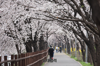 [포토] 꽃망울 터뜨린 서울 벚꽃...지난해보다 엿새 빨라 