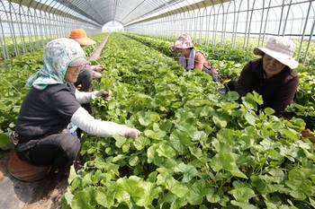 양구 명품 곰취, 전국 식탁 공략 나서