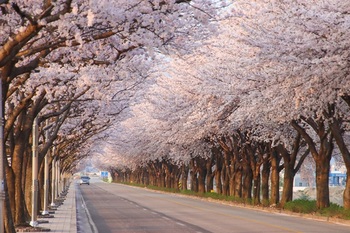 양양 남대천 벚꽃축제 4일 개막 ··· '무사고 축제' 총력