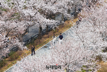[포토] 벚꽃과 함께 하는 봄나들이 