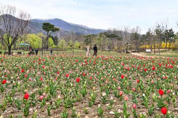 천안 삼거리공원, 10만 송이 튤립의 향연... '봄의 성지'로 탈바꿈
