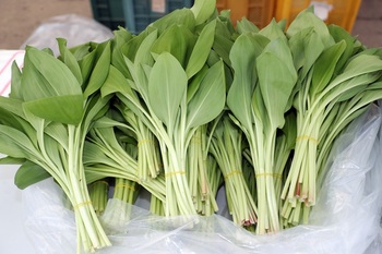 홍천 산채 본격 출하 ··· 내달 1일 '홍천 산나물 축제' 개최