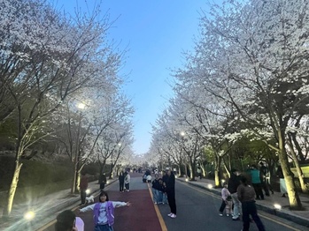 동두천 자유수호평화박물관 벚꽃 야간개장 14일까지 운영 