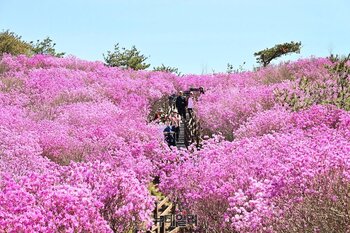 [포토]‘서른 살’ 비슬산 참꽃의 유혹… 30만 평 분홍빛 물결에 젖다