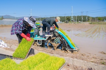 [포토뉴스] 고성군, 올해 첫 모내기 실시
