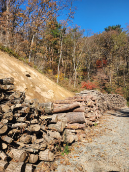 횡성군, 군유림 숲가꾸기 산물 매각해 세외수입 4620만 원 확보