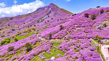 제목 산청 황매산 철쭉제 개막… 10일간 상춘객 발길 잡는다  