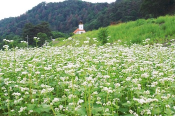 [포토뉴스] 홍천 무궁화수목원, 유채·메밀꽃밭 동시 개장