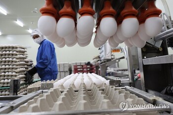 "겨울 AI 막으려면 여름부터 움직여야" … 강원도, 가금농장 230곳 선제 방역점검