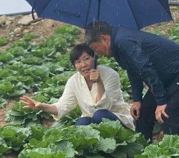 여름 배추 수급 '비상등' … 정부·강원도, 태백 고랭지 찾아 작황 점검 나섰다